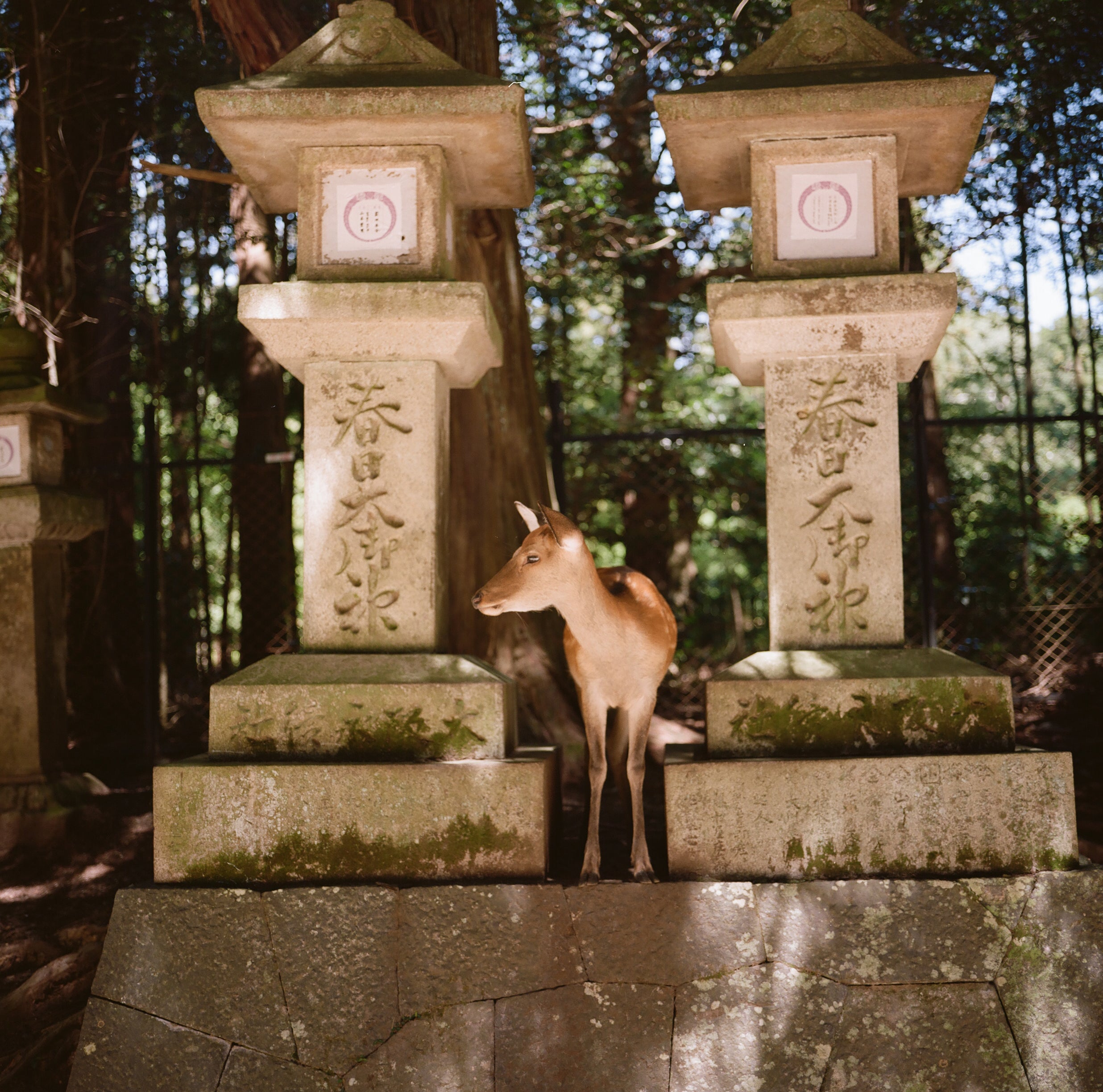 Dear Nara, Japan – Liz Seabrook