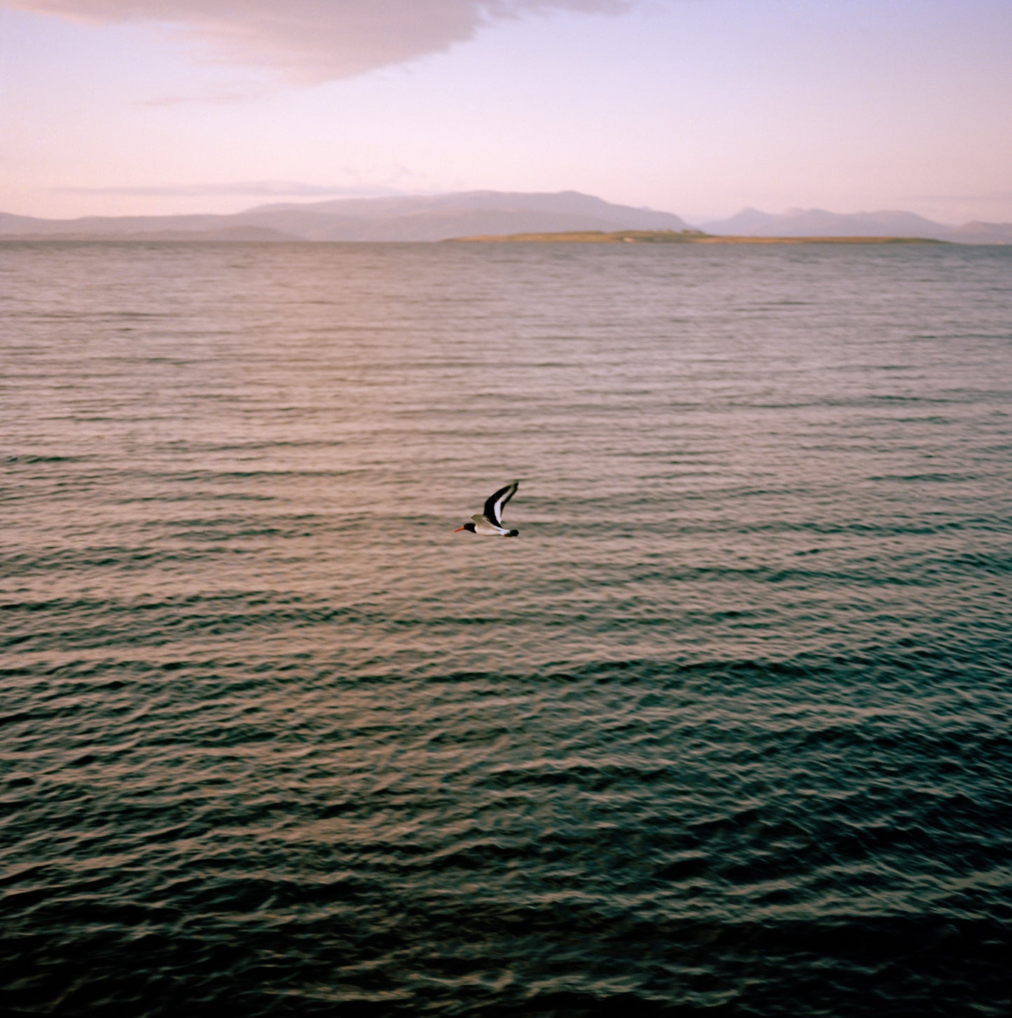 Oystercatcher, Skye